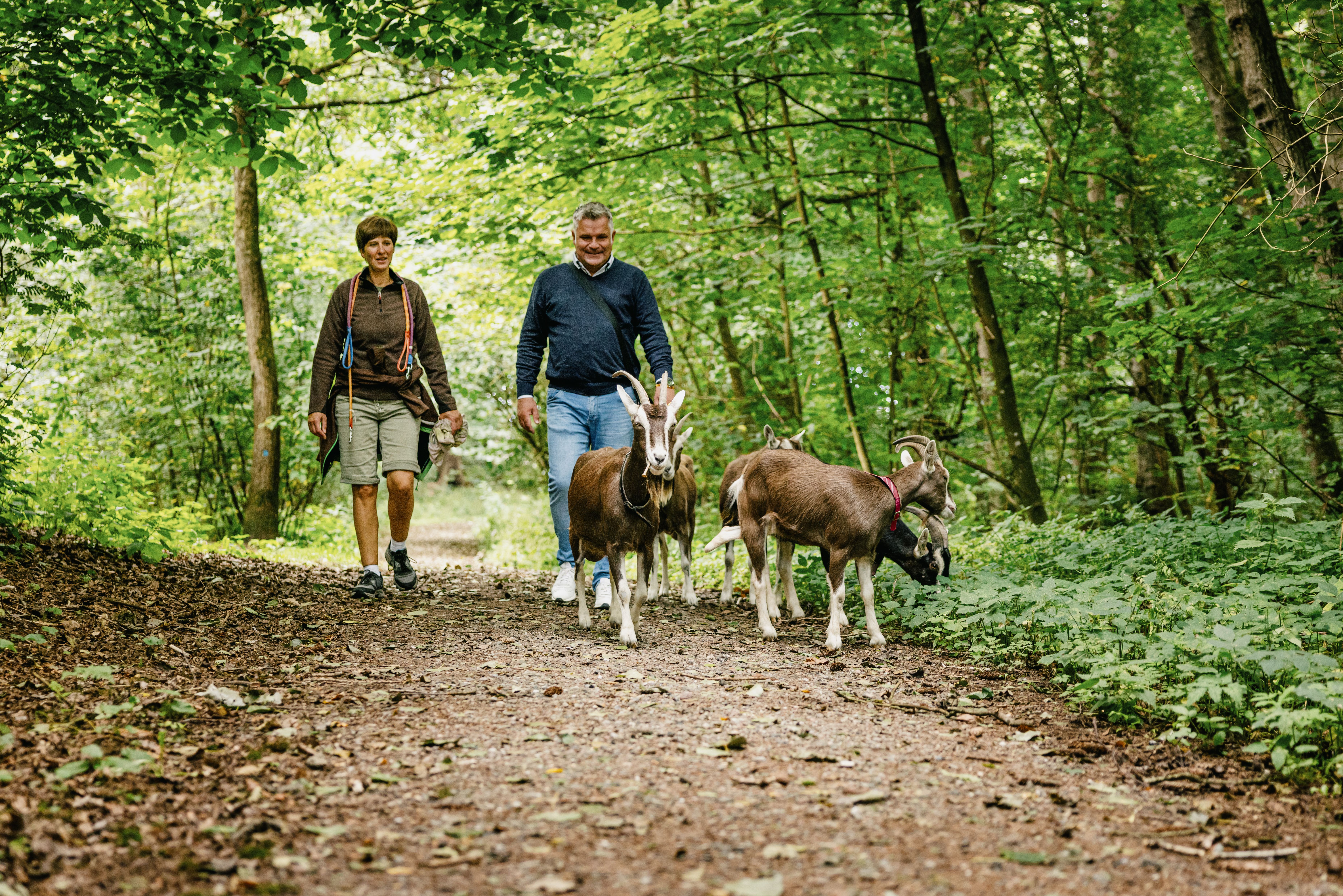 Mit Ziegen gemeinsam durch den Langenberger Forst wandern